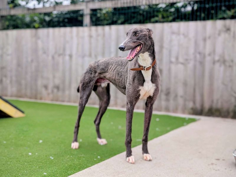 Greyhound for adoption in Cardiff, Glamorgan – 3 years old - Image 3 of 5