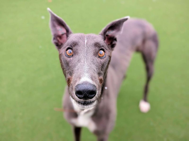 Greyhound for adoption in Cardiff, Glamorgan – 3 years old
