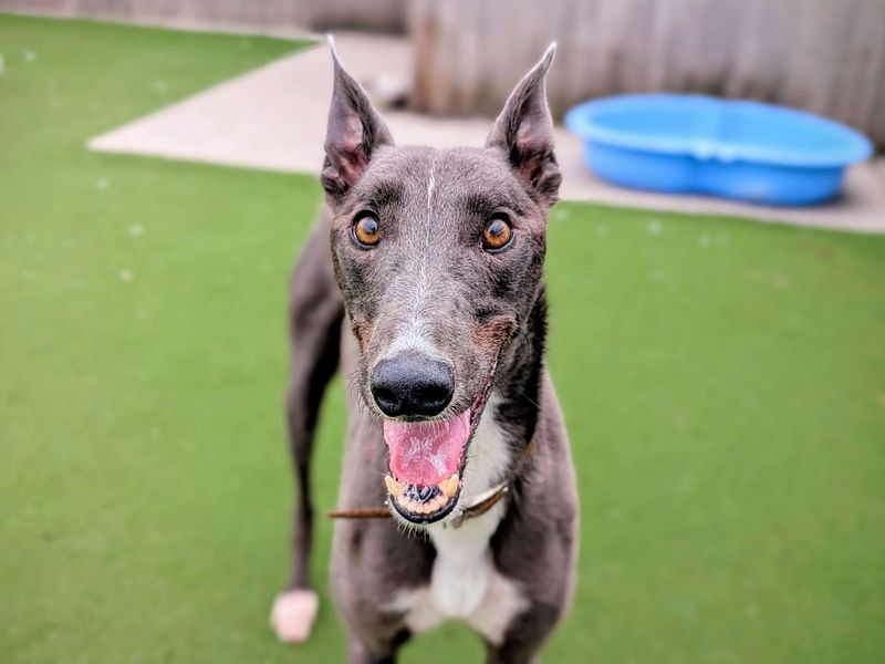 Greyhound for adoption in Cardiff, Glamorgan – 3 years old - Image 5 of 5