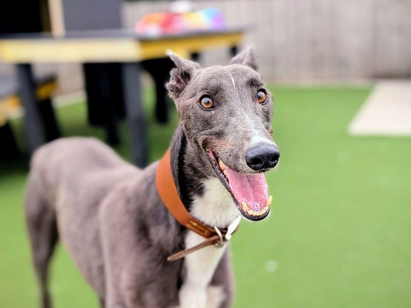 Greyhound for adoption in Cardiff, Glamorgan – 3 years old - Image 2 of 5