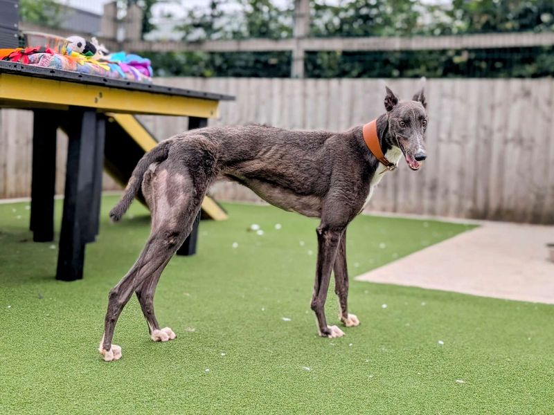 Greyhound for adoption in Cardiff, Glamorgan – 3 years old - Image 4 of 5