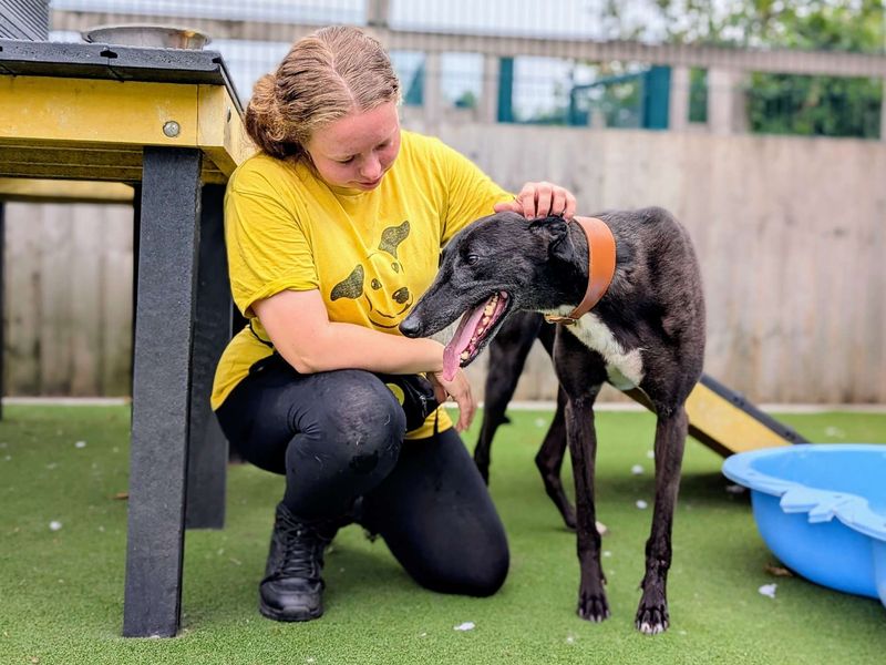 Greyhound for adoption in Cardiff, Glamorgan – 5 years old - Image 6 of 6