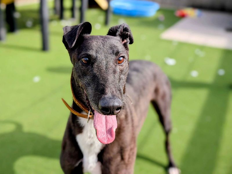Greyhound for adoption in Cardiff, Glamorgan – 5 years old - Image 4 of 6