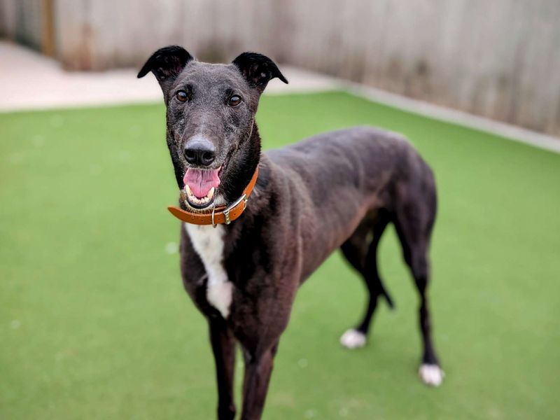 Greyhound for adoption in Cardiff, Glamorgan – 5 years old - Image 2 of 6