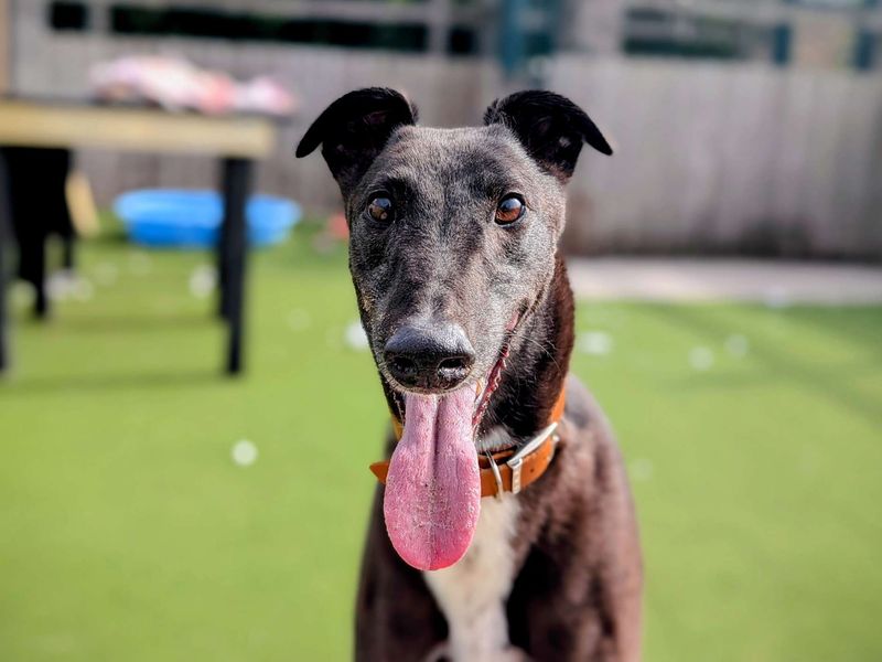 Greyhound for adoption in Cardiff, Glamorgan – 5 years old - Image 3 of 6