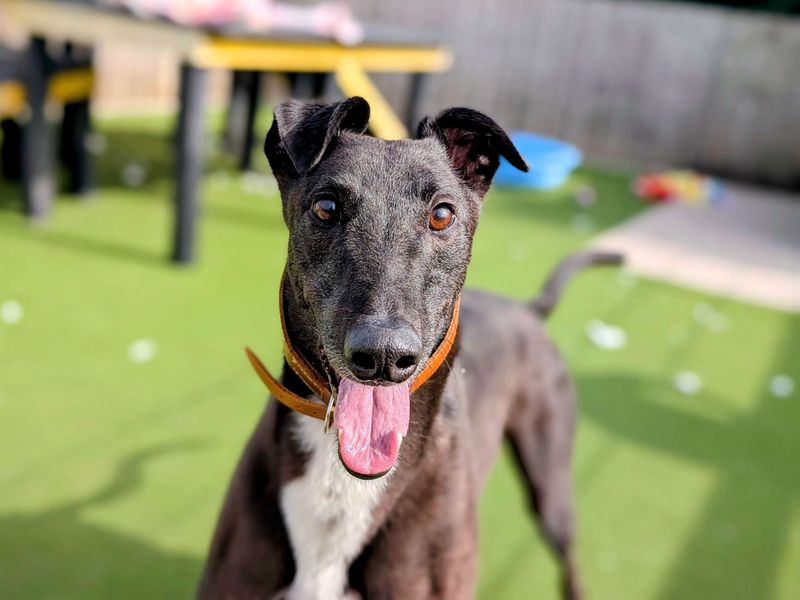Greyhound for adoption in Cardiff, Glamorgan – 5 years old