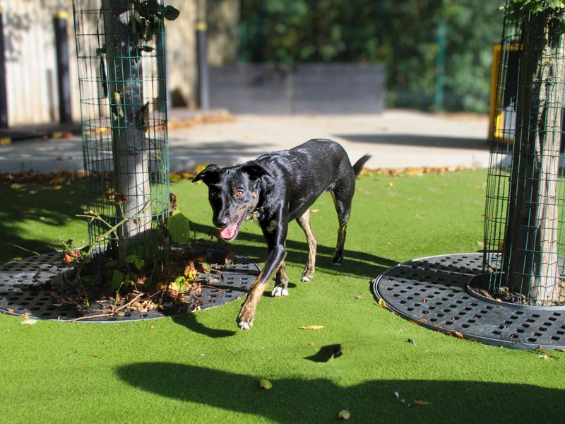 Border Collie for adoption in Manchester, Greater Manchester – 3 years old