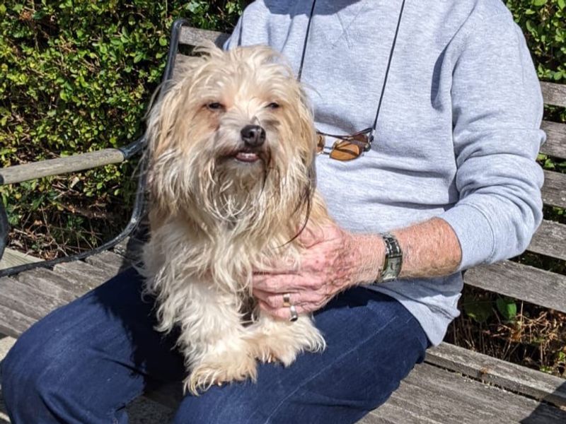 Dan Dan | Chihuahua (Long Coat) Cross | Basildon (Essex) - 1