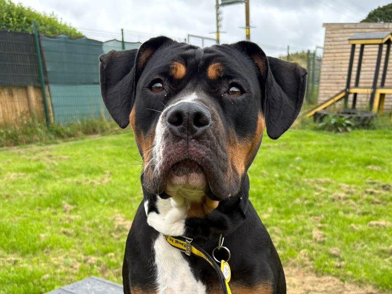 English Bulldog for adoption in West Calder, West Lothian – 1 year old - Image 3 of 5