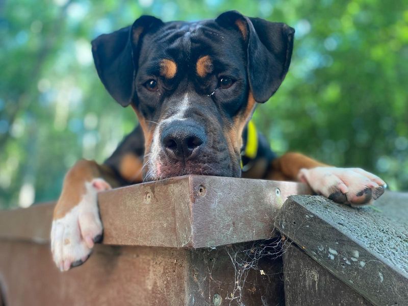English Bulldog for adoption in West Calder, West Lothian – 1 year old - Image 4 of 5