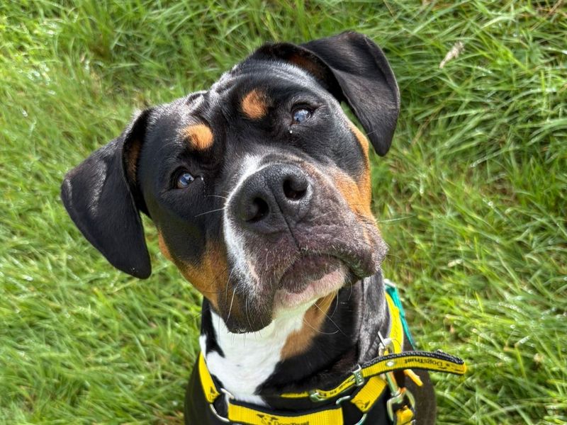 English Bulldog for adoption in West Calder, West Lothian – 1 year old - Image 5 of 5