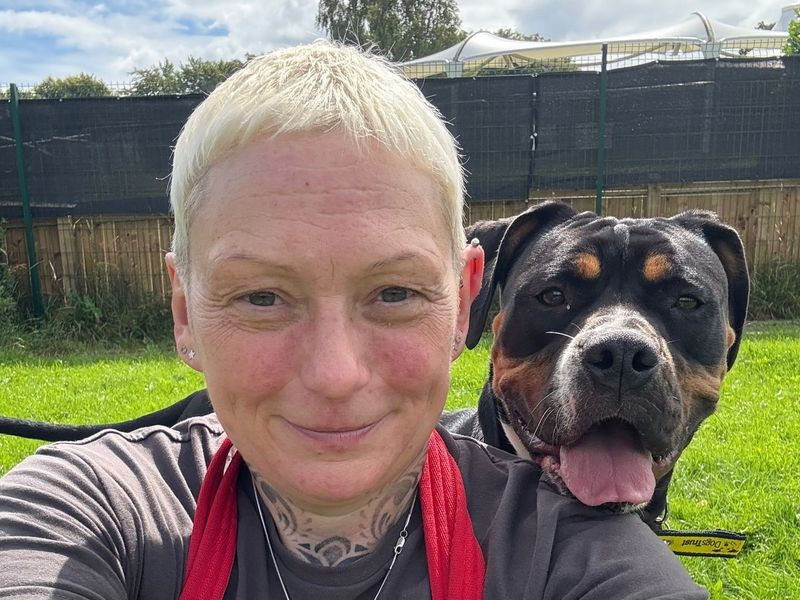 English Bulldog for adoption in West Calder, West Lothian – 1 year old - Image 2 of 5