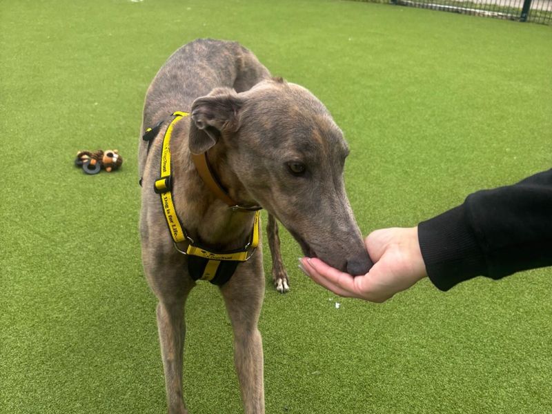 Greyhound for adoption in Telford, Shropshire – 4 years old - Image 2 of 2