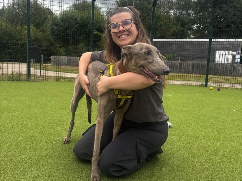 Greyhound for adoption in Telford, Shropshire – 4 years old