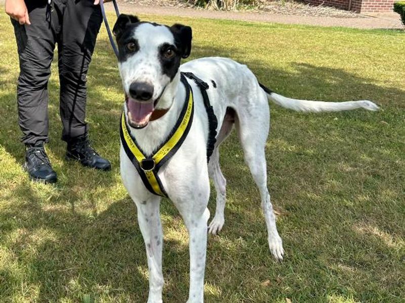 Greyhound for adoption in Telford, Shropshire – 2 years old
