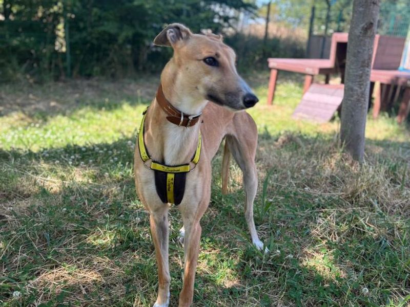 Greyhound for adoption in Telford, Shropshire – 2 years old