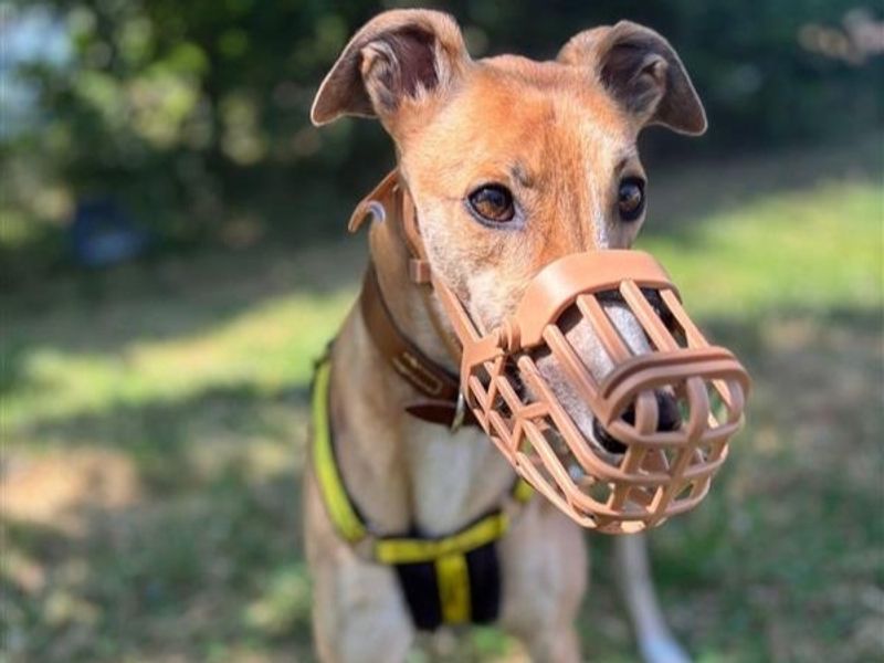 Ashley | Greyhound | Shrewsbury (Shropshire) - 1