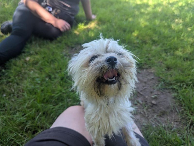Shih Tzu for adoption in Mid Glamorgan, Wales – 1 year old
