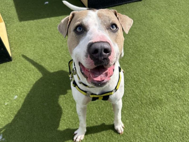 Staffordshire Bull Terrier for adoption in Snetterton, Norfolk – 2 years old - Image 2 of 2