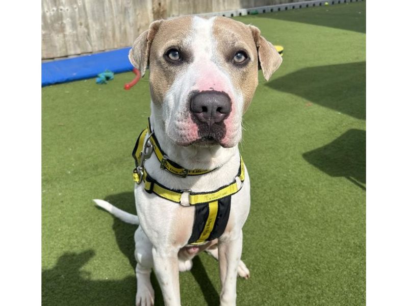 Staffordshire Bull Terrier for adoption in Snetterton, Norfolk – 2 years old