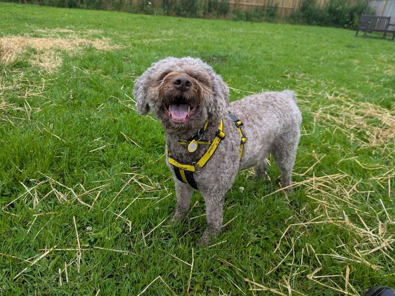 Coco | Lagotto Romagnolo | West Calder (Edinburgh) - 1
