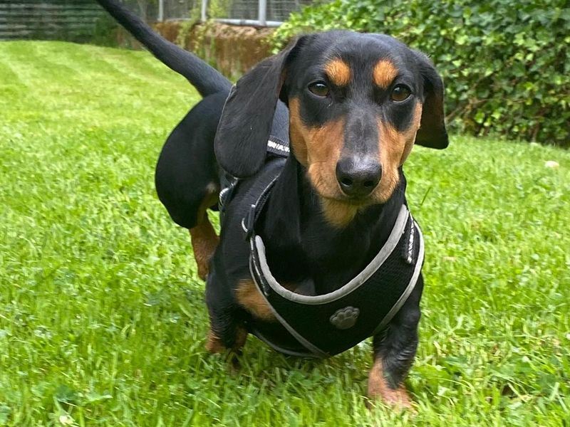 Kenny | Dachshund (Smooth Haired) | Cumbria rehoming - 1