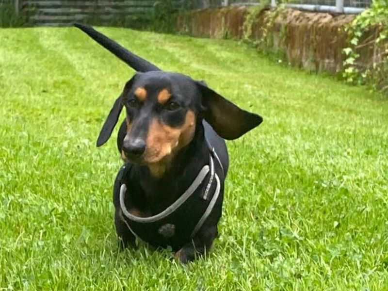 Dachshund for adoption in , – 1 year old - Image 3 of 5