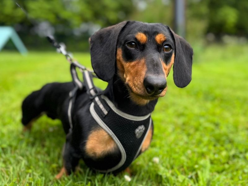 Dachshund for adoption in , – 1 year old - Image 4 of 5