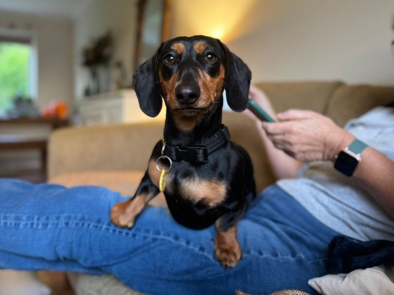 Dachshund for adoption in , – 1 year old - Image 2 of 5