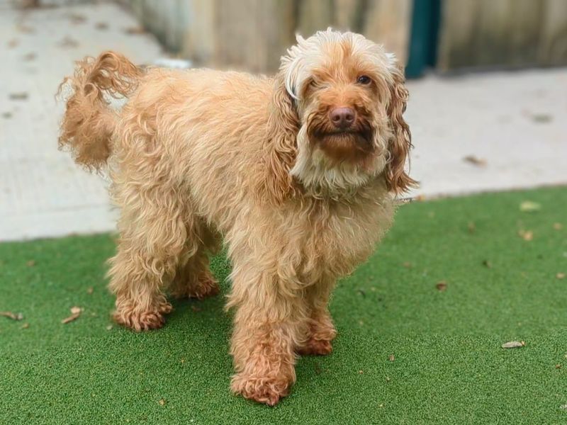 Cavalier King Charles Spaniel for adoption in Cardiff, Glamorgan – 5 years old