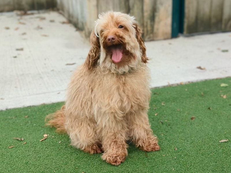 Cavalier King Charles Spaniel for adoption in Cardiff, Glamorgan – 5 years old - Image 3 of 3