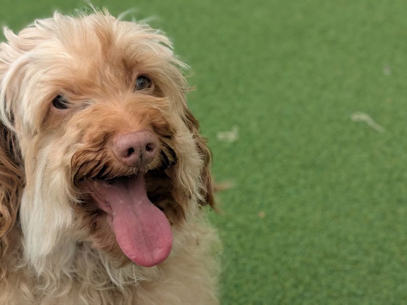 Cavalier King Charles Spaniel for adoption in Cardiff, Glamorgan – 5 years old - Image 2 of 3