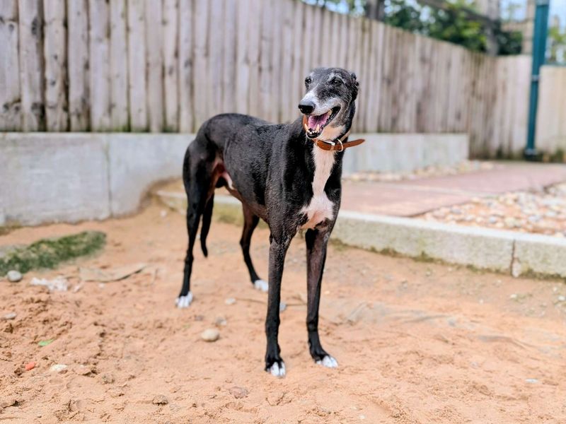 Greyhound for adoption in Cardiff, Glamorgan – 9 years old - Image 2 of 5