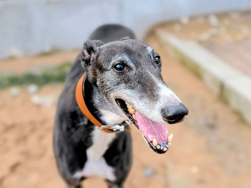 Greyhound for adoption in Cardiff, Glamorgan – 9 years old - Image 5 of 5