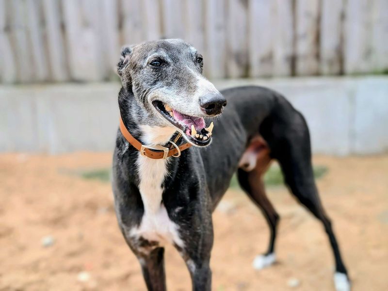 Greyhound for adoption in Cardiff, Glamorgan – 9 years old - Image 4 of 5