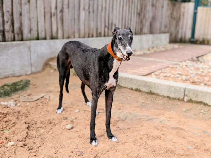 Greyhound for adoption in Cardiff, Glamorgan – 9 years old