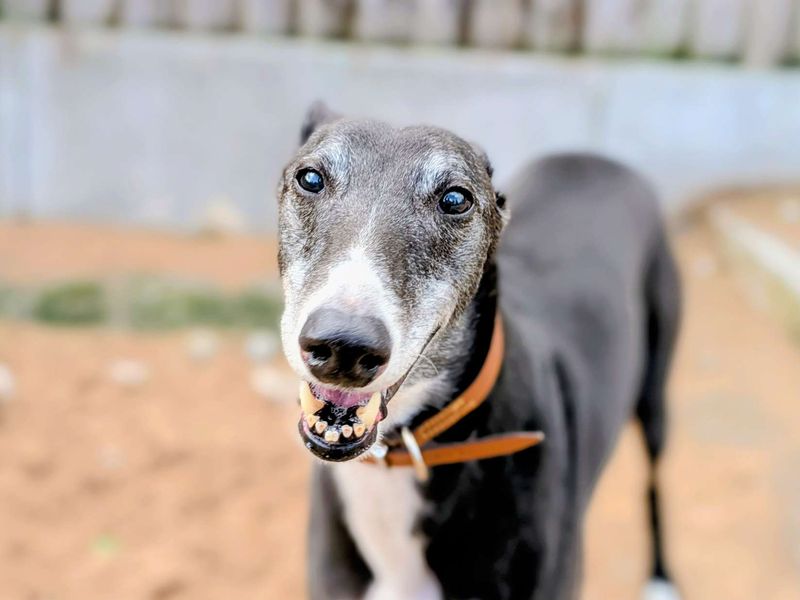 Greyhound for adoption in Cardiff, Glamorgan – 9 years old - Image 3 of 5