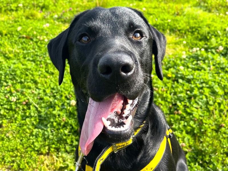 Asta | Retriever (Labrador) | Ballymena (Northern Ireland) - 1