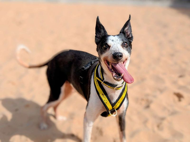 Tia | Whippet | Cardiff - 1