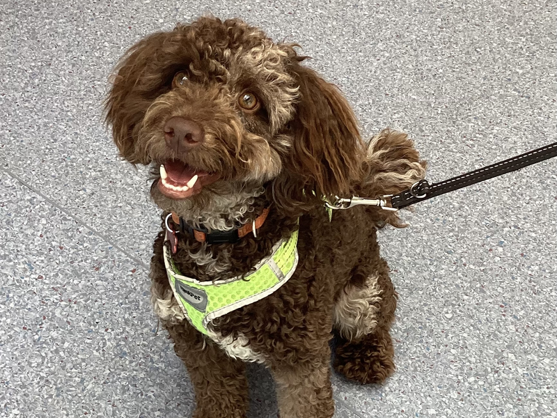 Cocker Spaniel for adoption in Snetterton, Norfolk – 11 months old