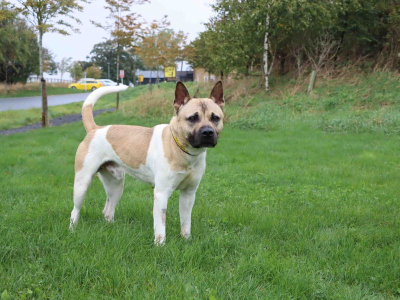 Staffordshire Bull Terrier for adoption in Sadberge, Co Durham – 3 years old - Image 2 of 3