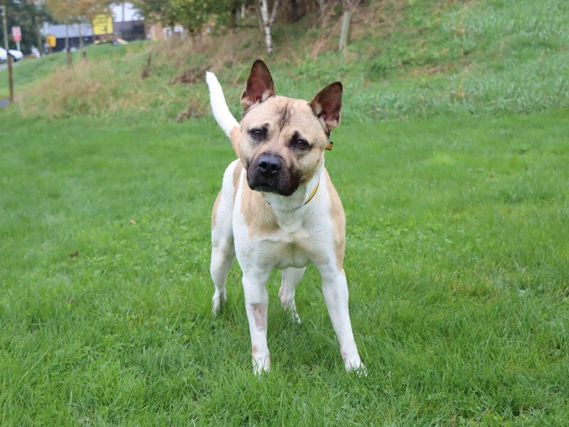 Staffordshire Bull Terrier for adoption in Sadberge, Co Durham – 2 years old