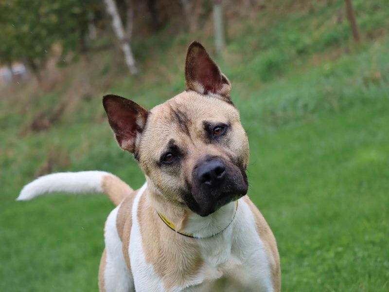 Staffordshire Bull Terrier for adoption in Sadberge, Co Durham – 3 years old - Image 3 of 3