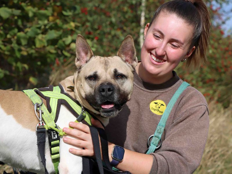 Hugo | American Akita Cross | Darlington - 2