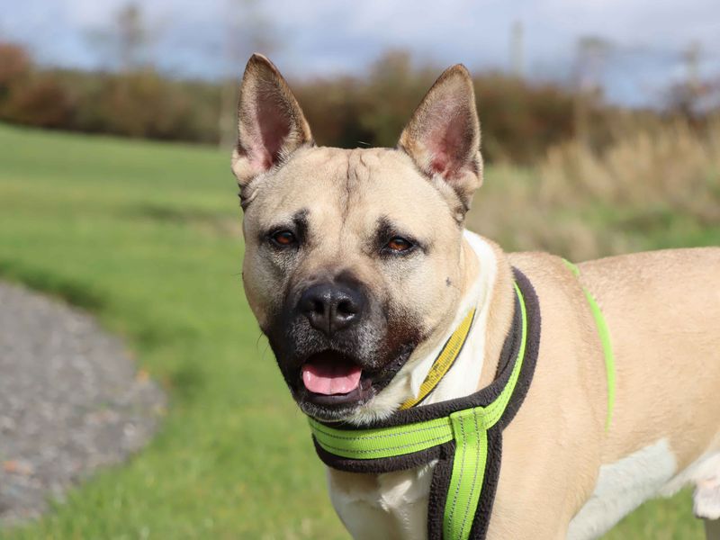 Hugo | American Akita Cross | Darlington - 3