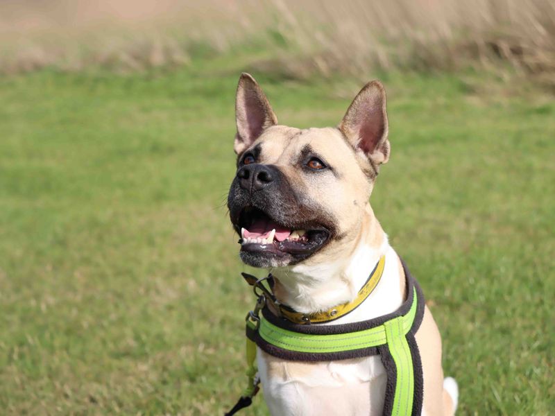 Hugo | American Akita Cross | Darlington - 4