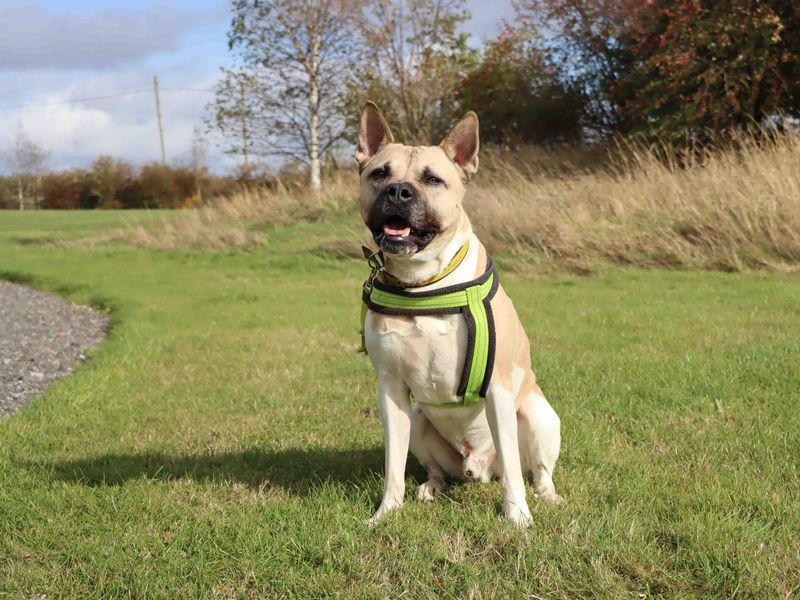 Hugo | American Akita Cross | Darlington - 1