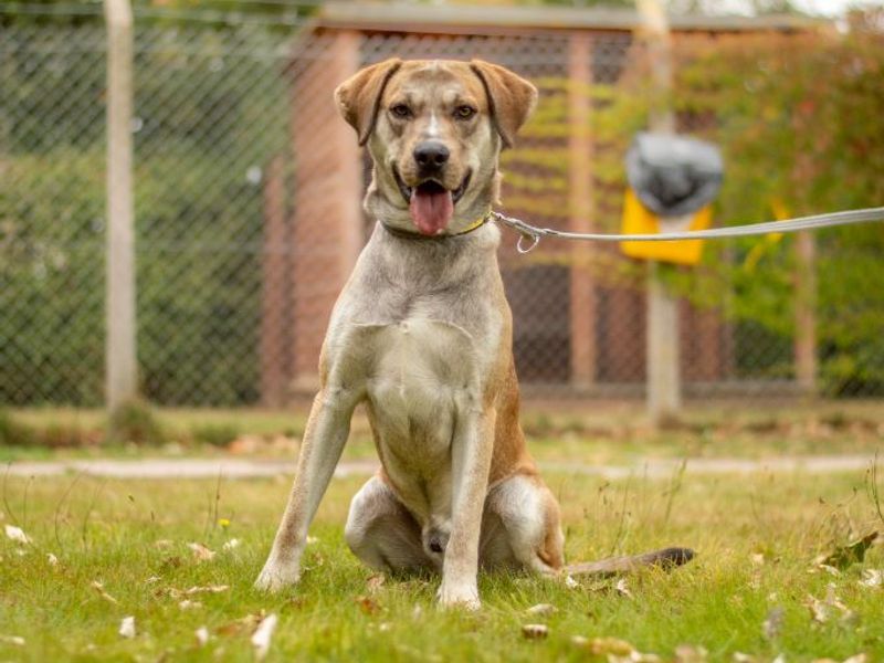 Rudi | Retriever (Labrador) Cross | Kenilworth (West Midlands) - 1