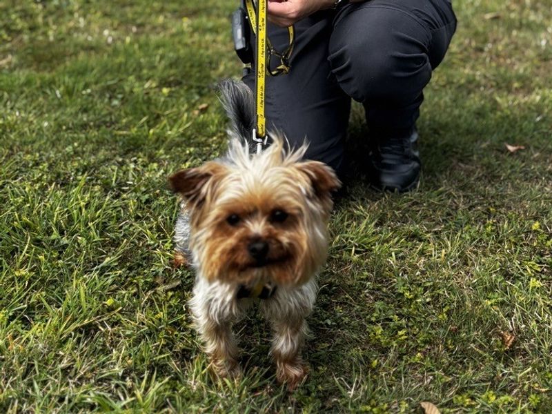 Yorkshire Terrier for adoption in Telford, Shropshire – 4 years old