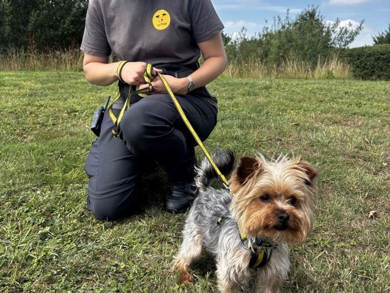 Yorkshire Terrier for adoption in Telford, Shropshire – 4 years old - Image 2 of 3